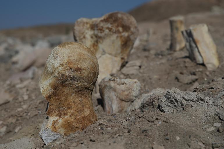 Kayseride çoban mamut fosili buldu