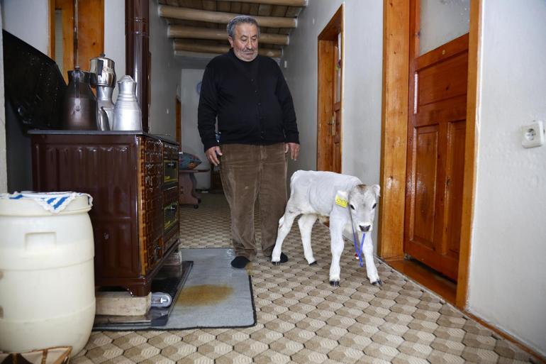 Yaşamaz denilen prematüre buzağı Ümitcanı evinde besliyor