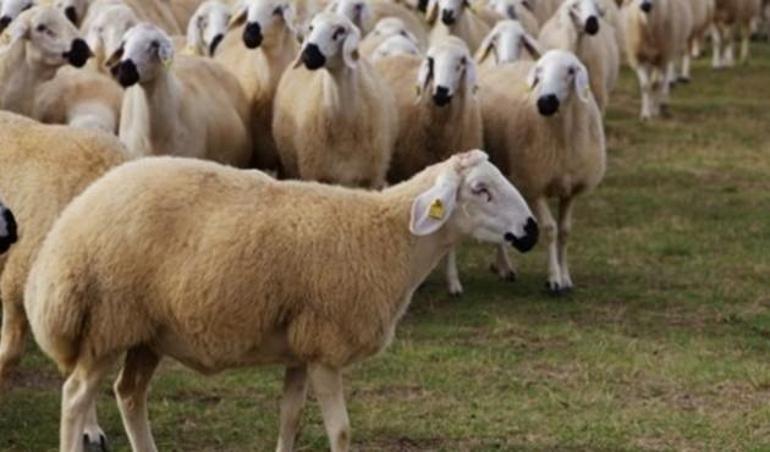 300 koyun TİGEM başvuru şartları | Koyun desteklemesi 2018
