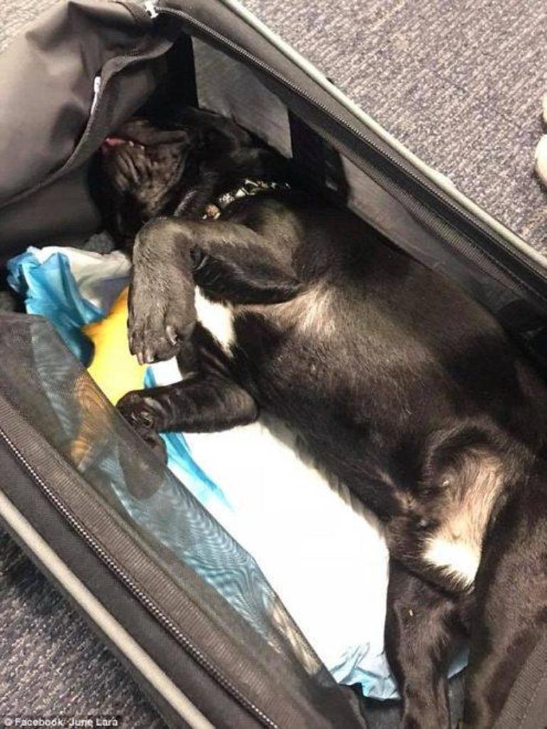 Uçakta skandal Köpeği dolaba kapatıp ölümüne neden oldular