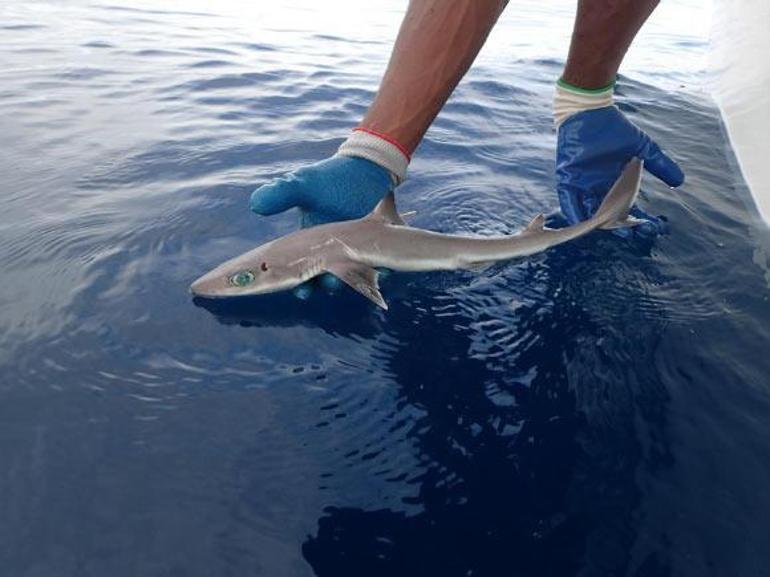 Yeni bir köpek balığı türü keşfedildi