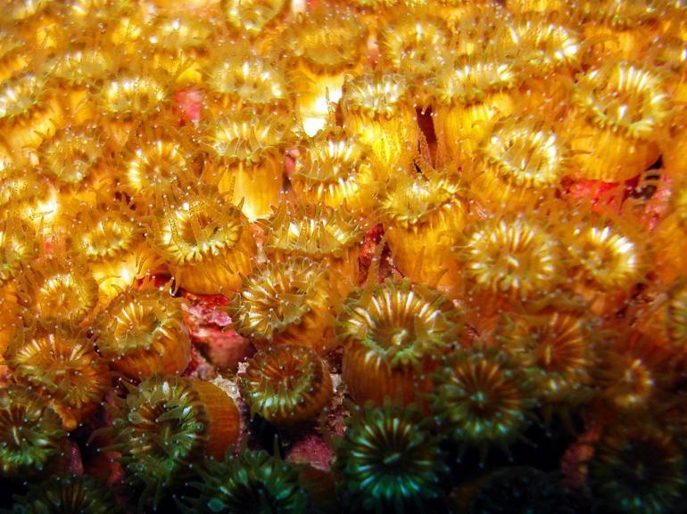 Akdeniz’deki taş mercan kolonilerinde ölüm tehlikesi