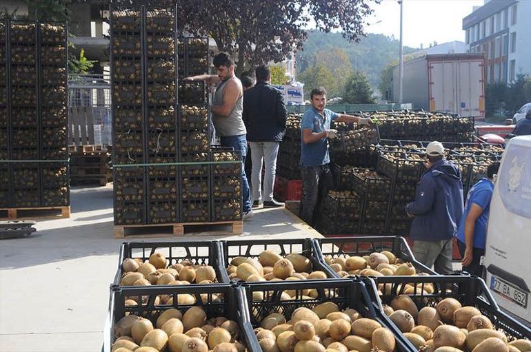 Yalovada kivi hasadı başladı