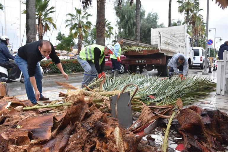 Bodrumda dev palmiye ağacı köfteci dükkanının çatısına devrildi