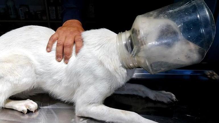 Başını plastik bidona sıkıştıran köpek kurtarıldı