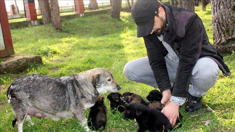 Annesiz kalan köpekler için süt seferi yapıyor