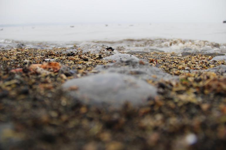 İzmit Körfezinde sahili yüzlerce denizanası kapladı