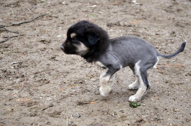 Yer: Çorum... Aslan görünümlü köpek yavrusu