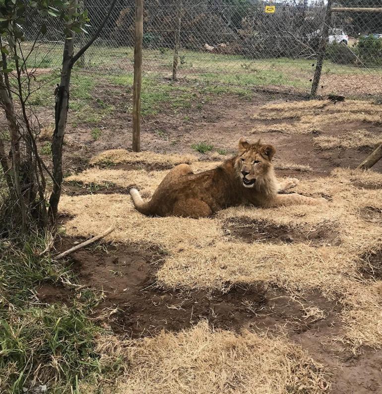 Turkish Cargo, sirk aslanlarını doğal yaşam alanlarına ücretsiz taşıdı