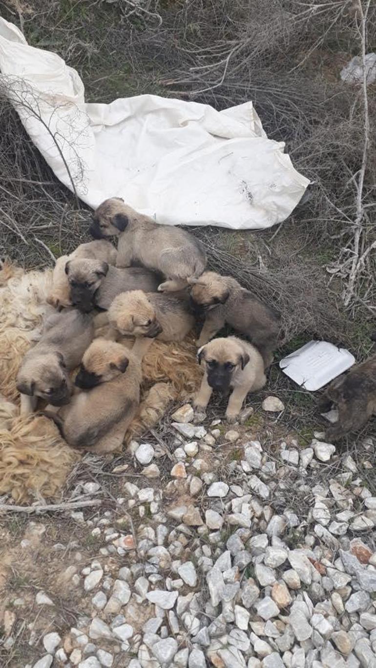 9 yavru köpeği çuvala koyup ölüme terk ettiler