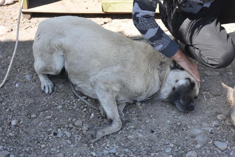 İzmirde bir köpeğe isyan ettiren şiddet