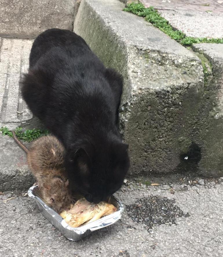 Kedi ve fare aynı kaptan yemek yedi