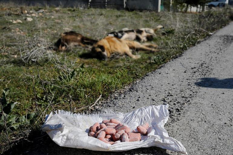 Ankarada yine köpek ölüleri bulundu