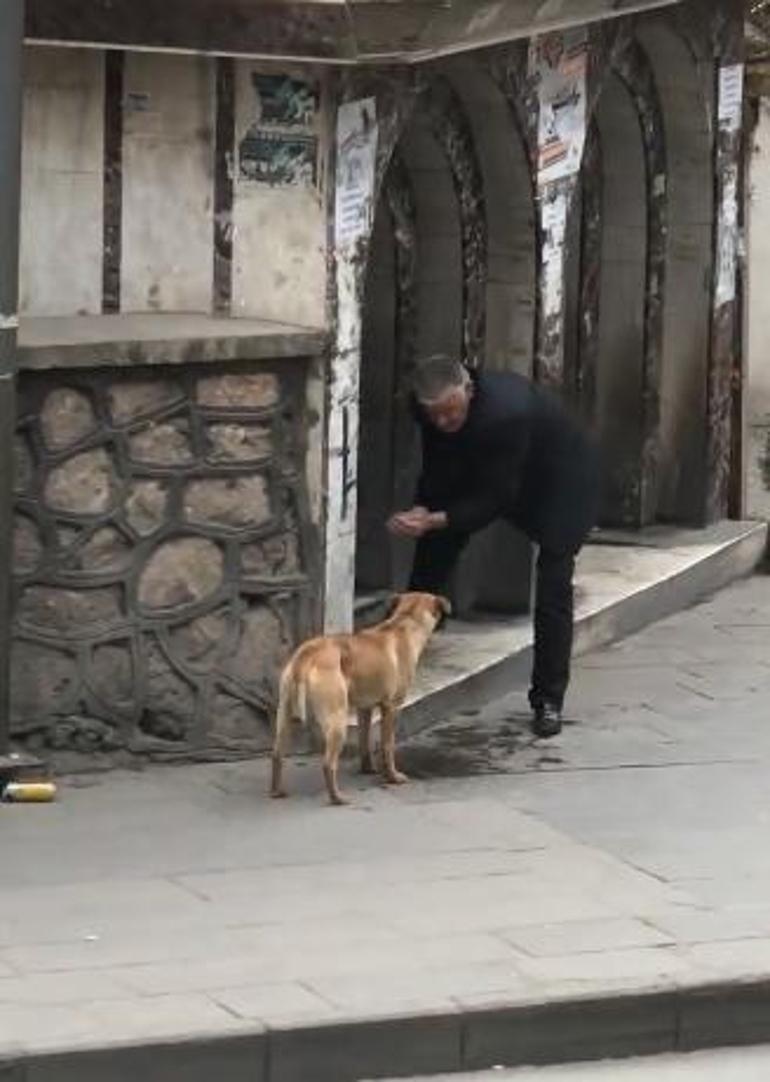 Taksici susayan köpeğe elleriyle su içirdi