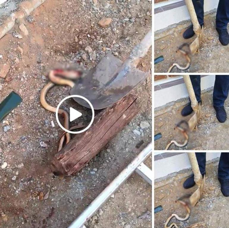 Vahşet görüntüler sosyal medyada tepki çekti