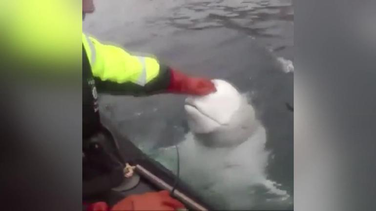 Norveçli balıkçılar fark etti Akıllı balina Rus casusu olabilir