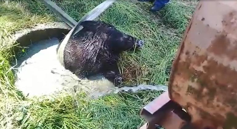 Su dolu kuyuya düşen yaban domuzu kurtarıldı
