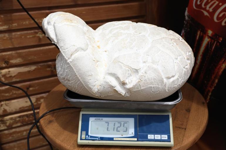 Denizlide 7 kilo 125 gramlık dev mantar bulundu