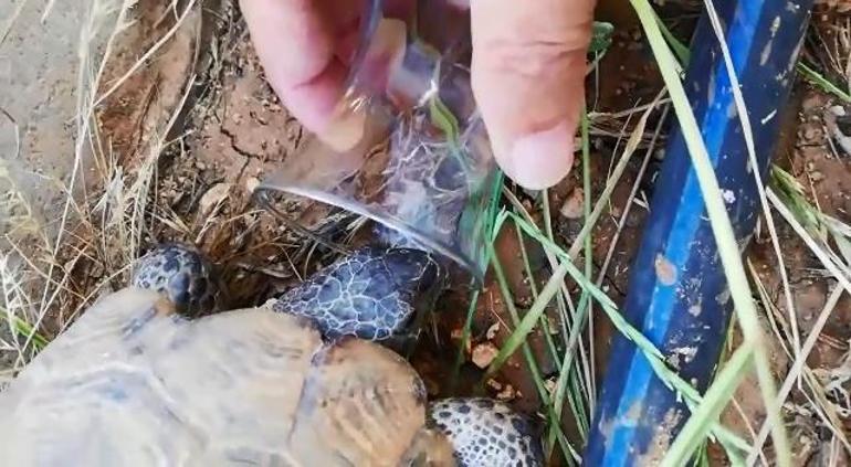Sıcaktan bunalan kaplumbağaya bardaktan su içirdi