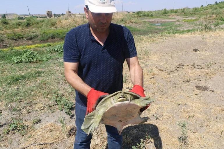 Diyarbakırda nesli tükenmek üzere olan Fırat kaplumbağası bulundu