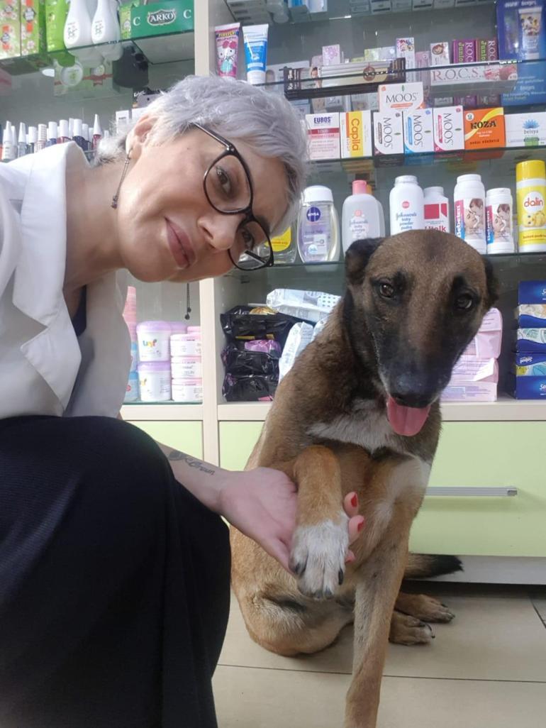 Yer: İstanbul... Yaralı köpek eczacıdan böyle yardım istedi