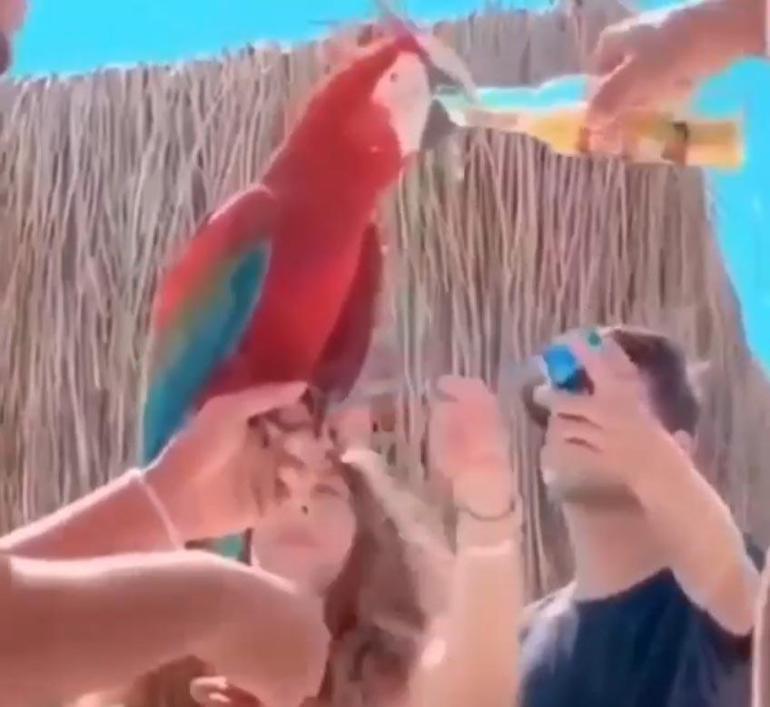 Papağana alkol içirilmesi tepki topladı