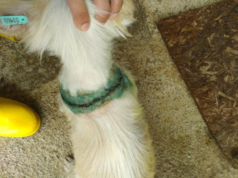 Boynu bıçakla kesilen köpek iyileşti