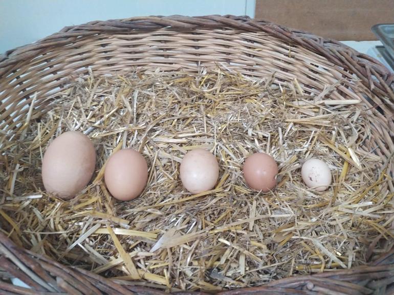 Tavuk 136 gramlık yumurta yumurtladı