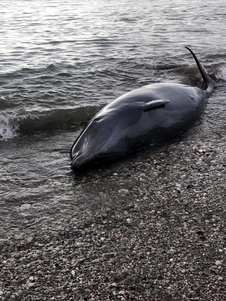 Antalyada kıyıya vuran balina, kurtarılarak denize bırakıldı