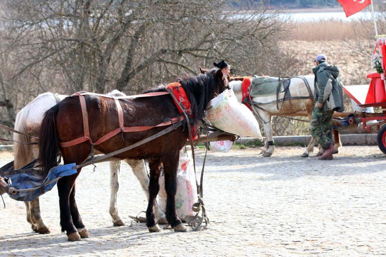 Boluda 8 at Ruam hastalığı nedeniyle karantinaya alındı