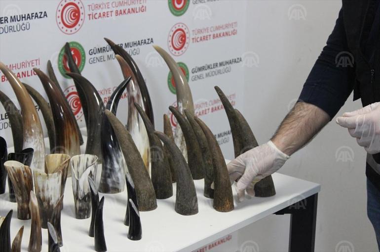 İstanbul Havalimanında 77 kaçak bufalo boynuzu ele geçirildi