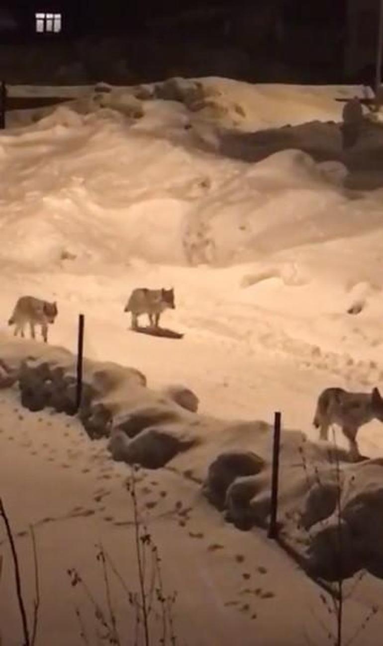 Erzurum’da aç kalan kurt sürüsü köye indi