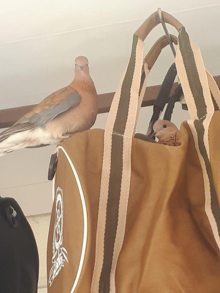 Kuşlar çantanın içine yuva yaptı