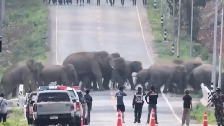 Taylandda caddeyi basan fil sürüsü görüntülendi