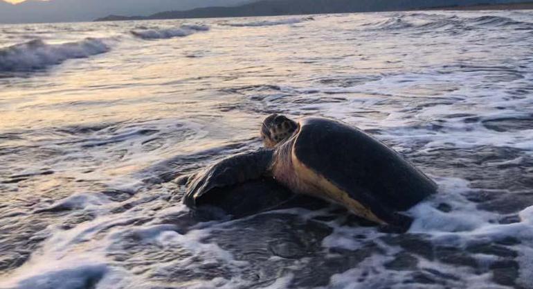 Bakan Kurum: İztuzunda caretta carettaların yuvaları görüldü