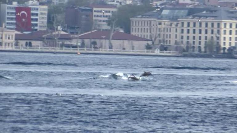 Yunusların dalgalarla dansı Üsküdardan görüntülendi
