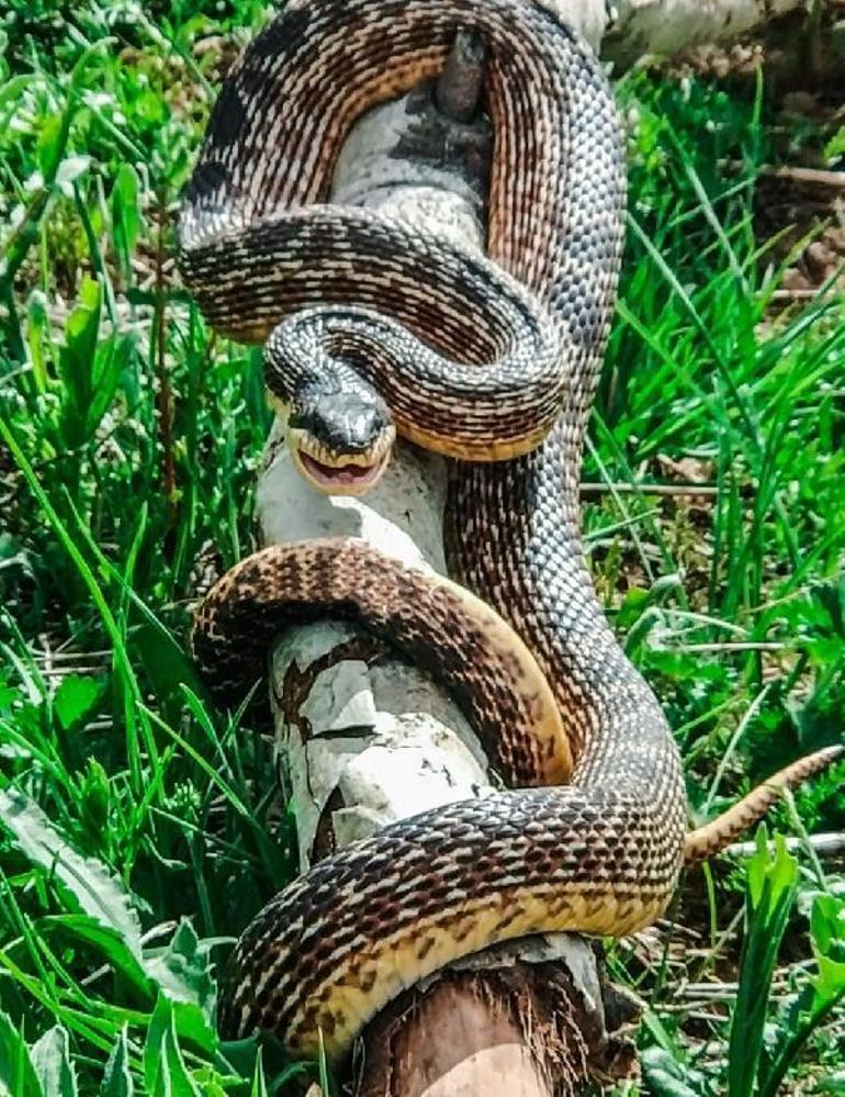 Havaların ısınmasıyla yılanlar tarlalarda görüldü