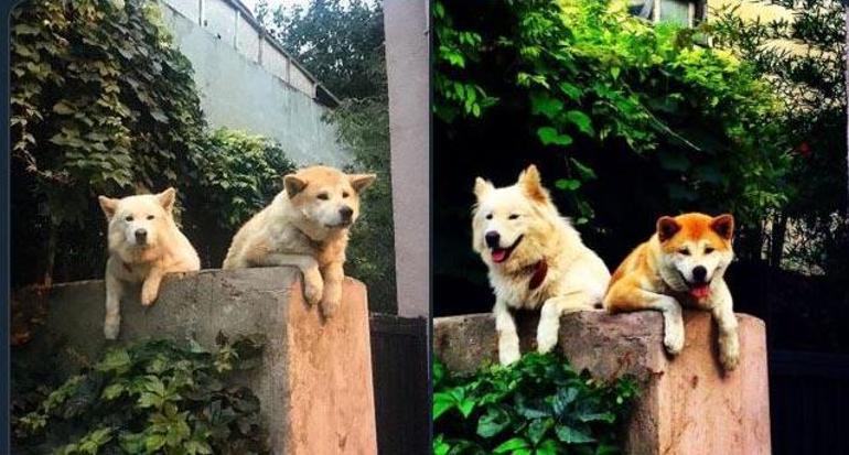Sosyal medya 10 yıldır sokağı seyreden köpeği konuşuyor