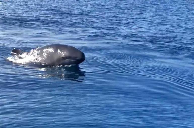 Yalancı katil balinalar Kuzey Ege’de ilk defa görüntülendi