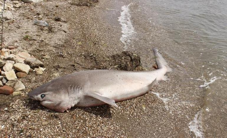2 metrelik köpek balığı sahile vurdu