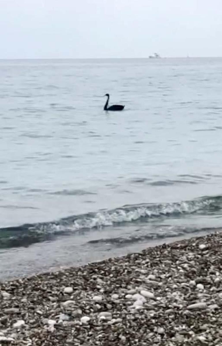 Kemer sahilinde, siyah kuğu görüntülendi