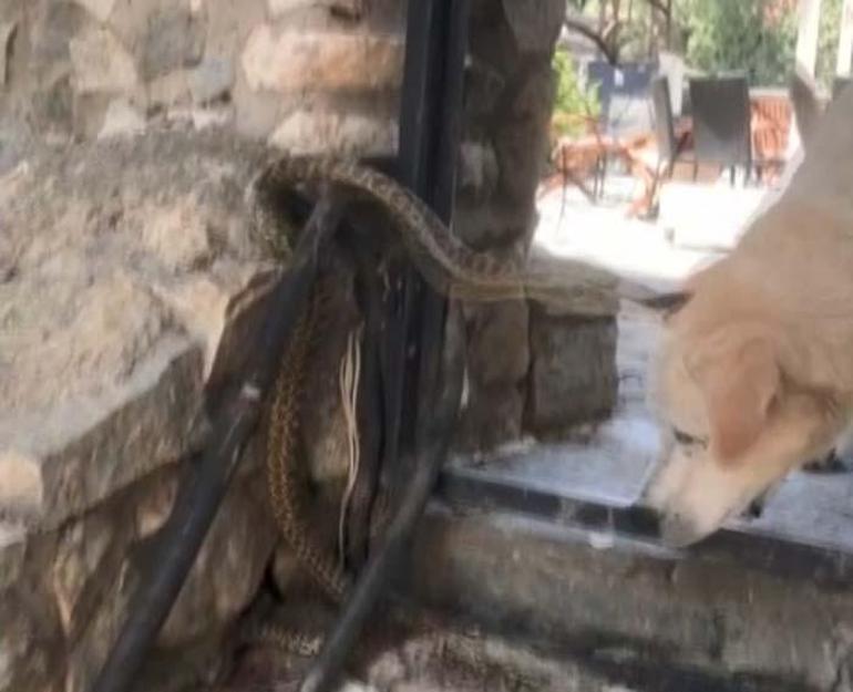 Son dakika: Yılanın köpeğe saldırması kameralara yansıdı | Video