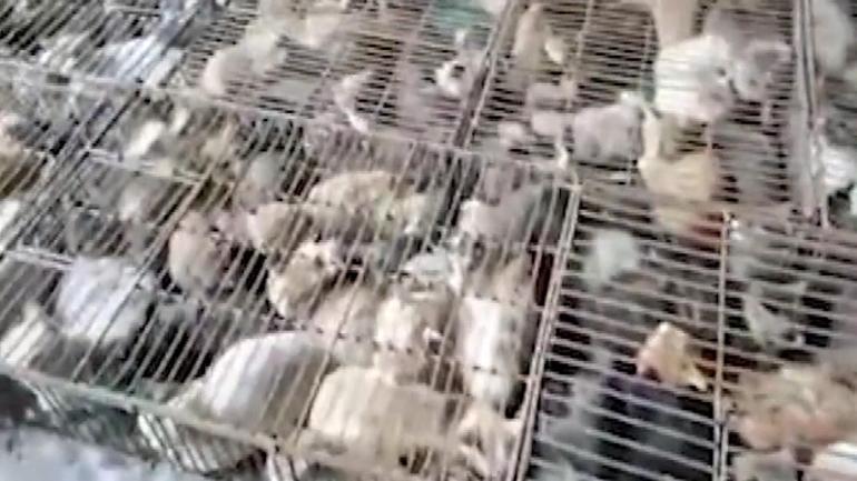 Çin’de “yemek” için tutulan 700 kedi kurtarıldı