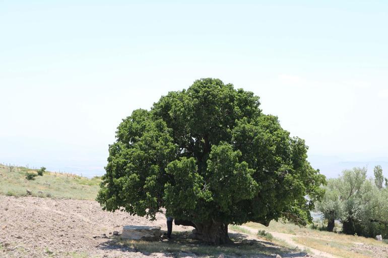 Nevşehirde bin yıllık dut ağacı