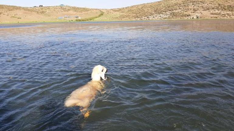 Gölete düşen kuzuyu AFAD ekipleri kurtardı