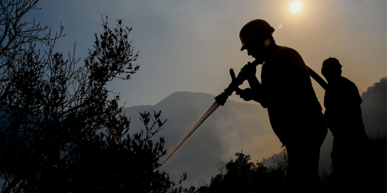 Son dakika... İzmirde orman yangını | Video