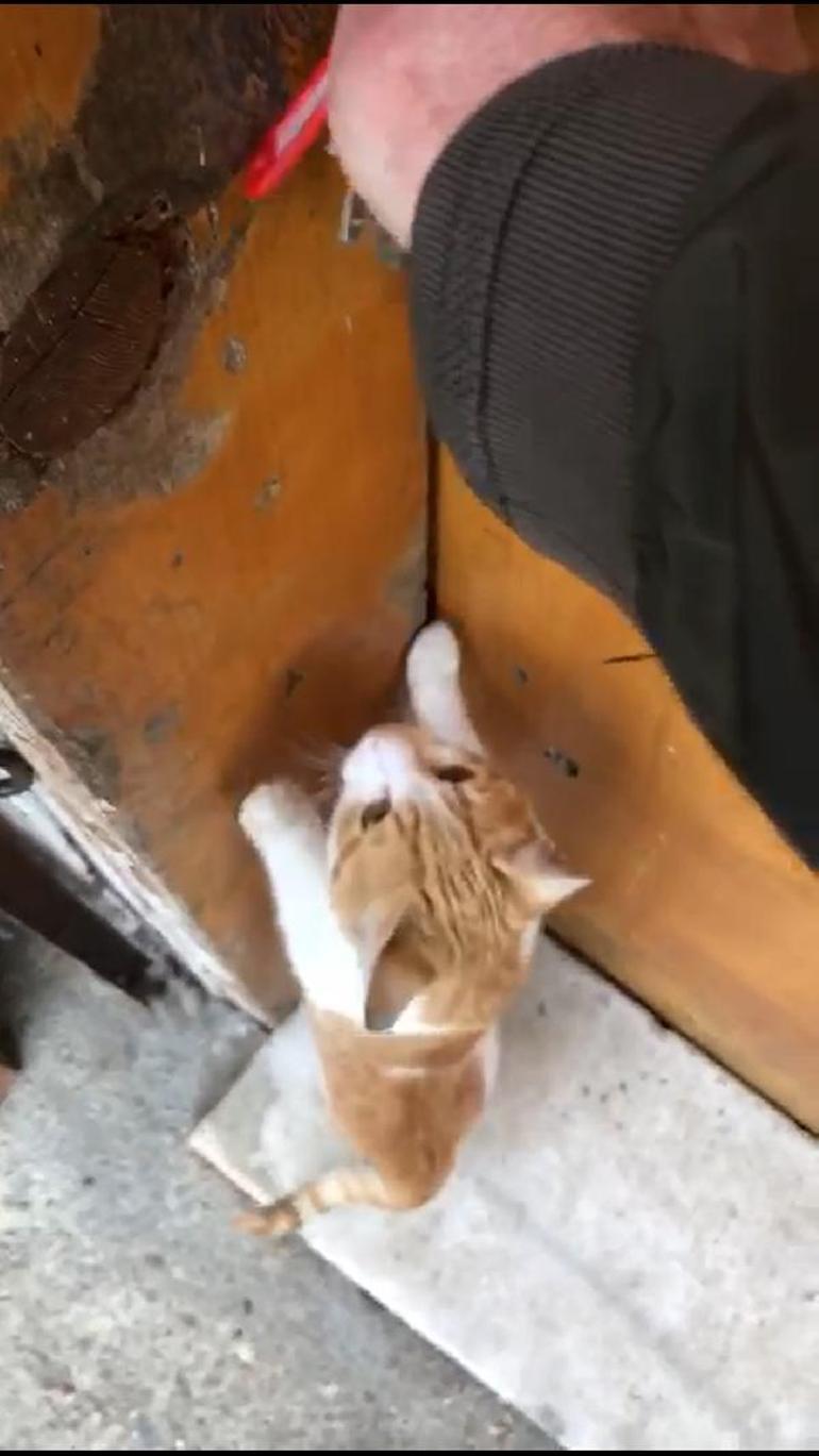 Son dakika... Bakkal, sokak kedisinin raftan kek alıp, yeme anını görüntüledi | Video