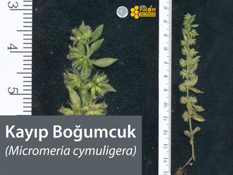 150 yıldır izine  rastlanmayan bitki Bingölde bulundu