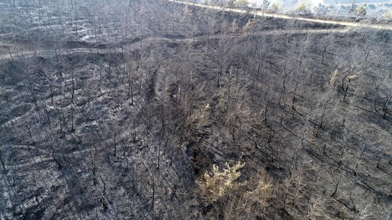 82 yılda Türkiyede Kıbrıs’ın bir buçuk katı kadar orman yandı