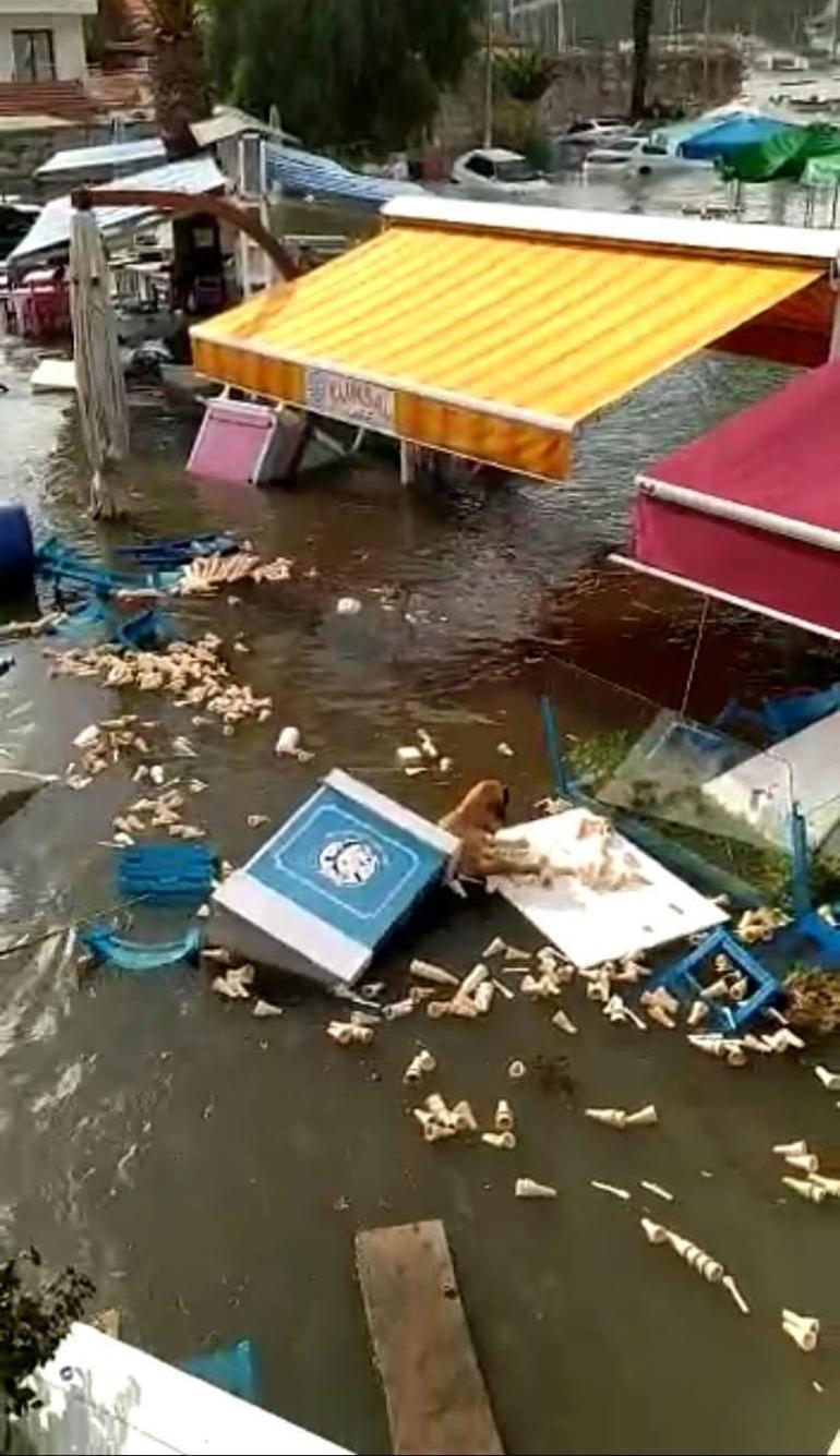 İzmirde tsunamiye kapılan köpeğin yaşam mücadelesi kamerada | Video